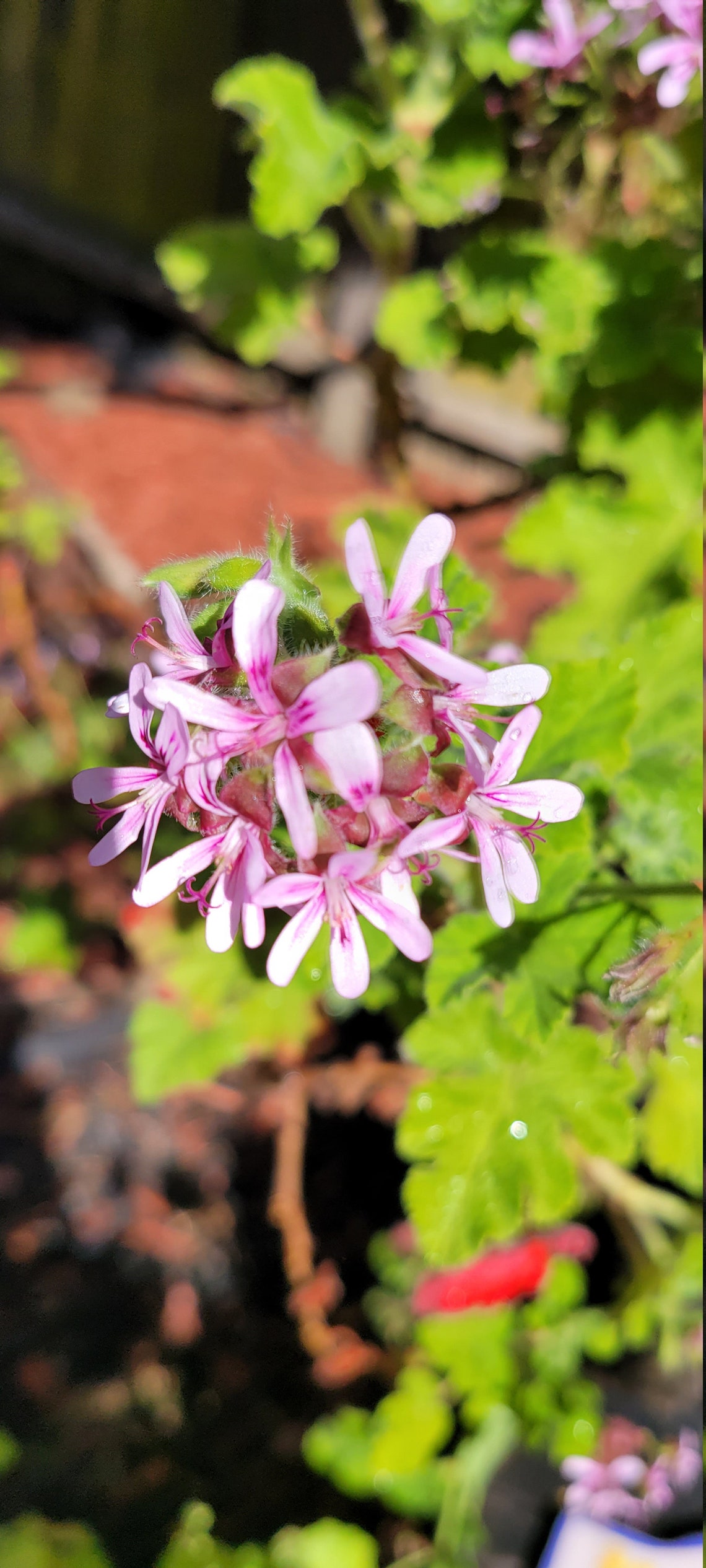 Hard to find Chocolate Mint scented Geranium Plant Starter Etsy