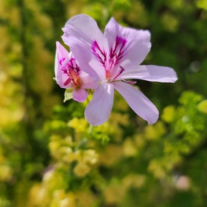 Scented Lemon Crispum Geranium Pelargonium Starter plant cutting