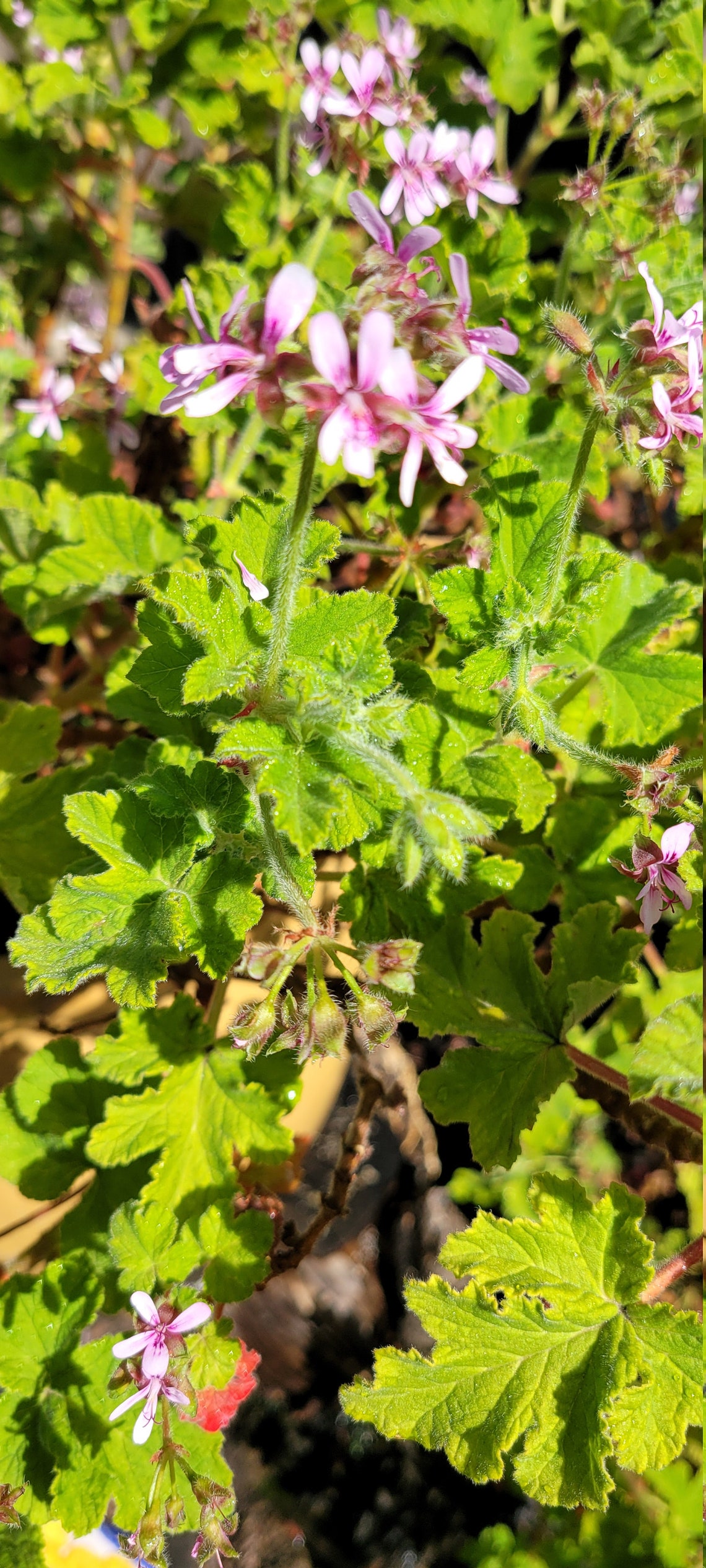Hard to find Chocolate Mint scented Geranium Plant Starter Etsy
