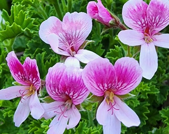 Strawberry Scented Pink Flower Pelargonium Plant Starter Cutting