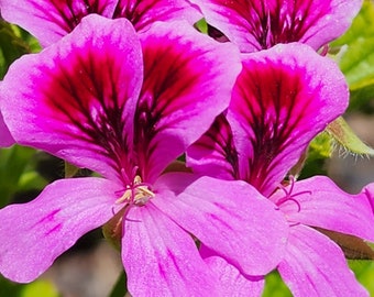 Orange Fizz Citrus scented Geranium Pelargonium Plant Starter Cutting