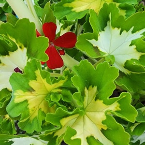 Happy Thought Variegated Fancy Leaf Geranium Pelargonium Plant starter cutting