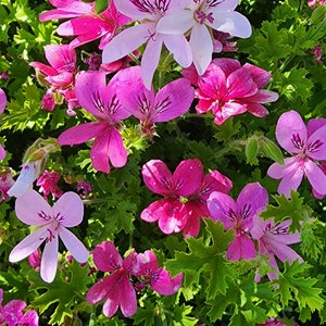 Prince Of Orange Scented Geranium Starter Plant Cutting Striking Pink Flower