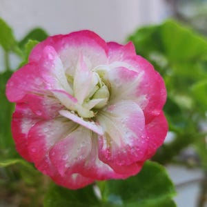 Geranium ‘Appleblossom Rosebud’ (Pelargonium hybrid) starter plant cutting