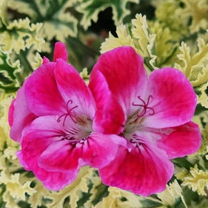 Scented Phyllis Pelargonium Geranium plant starter Cutting