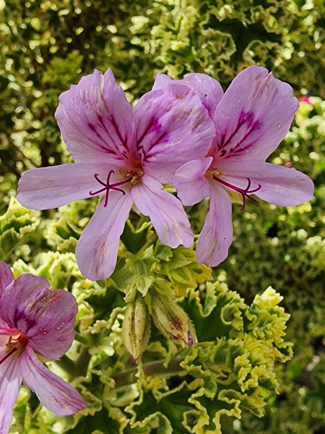 Prince Rupert Variegated Scented Geranium Starter Cutting Plant Etsy