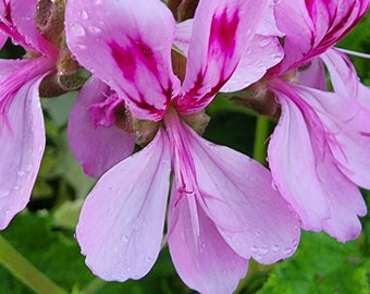 Dappled Oak Scented Variegated Pelargonium Geranium Plant Starter Cutting