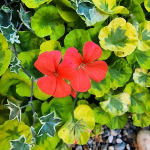 Fancy leaf Crystal Palace Gem Red flower Pelargonium Geranium starter plant cutting