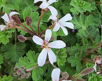 Ardwyck Cinnamon Scented Geranium Pelargonium Plant Starter Cutting