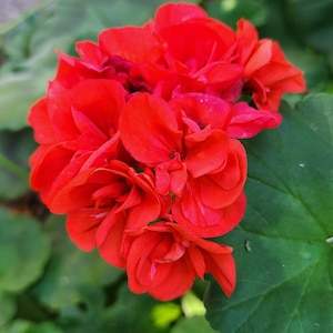 Scarlet red Rosebud Geranium Pelargonium starter plant cutting
