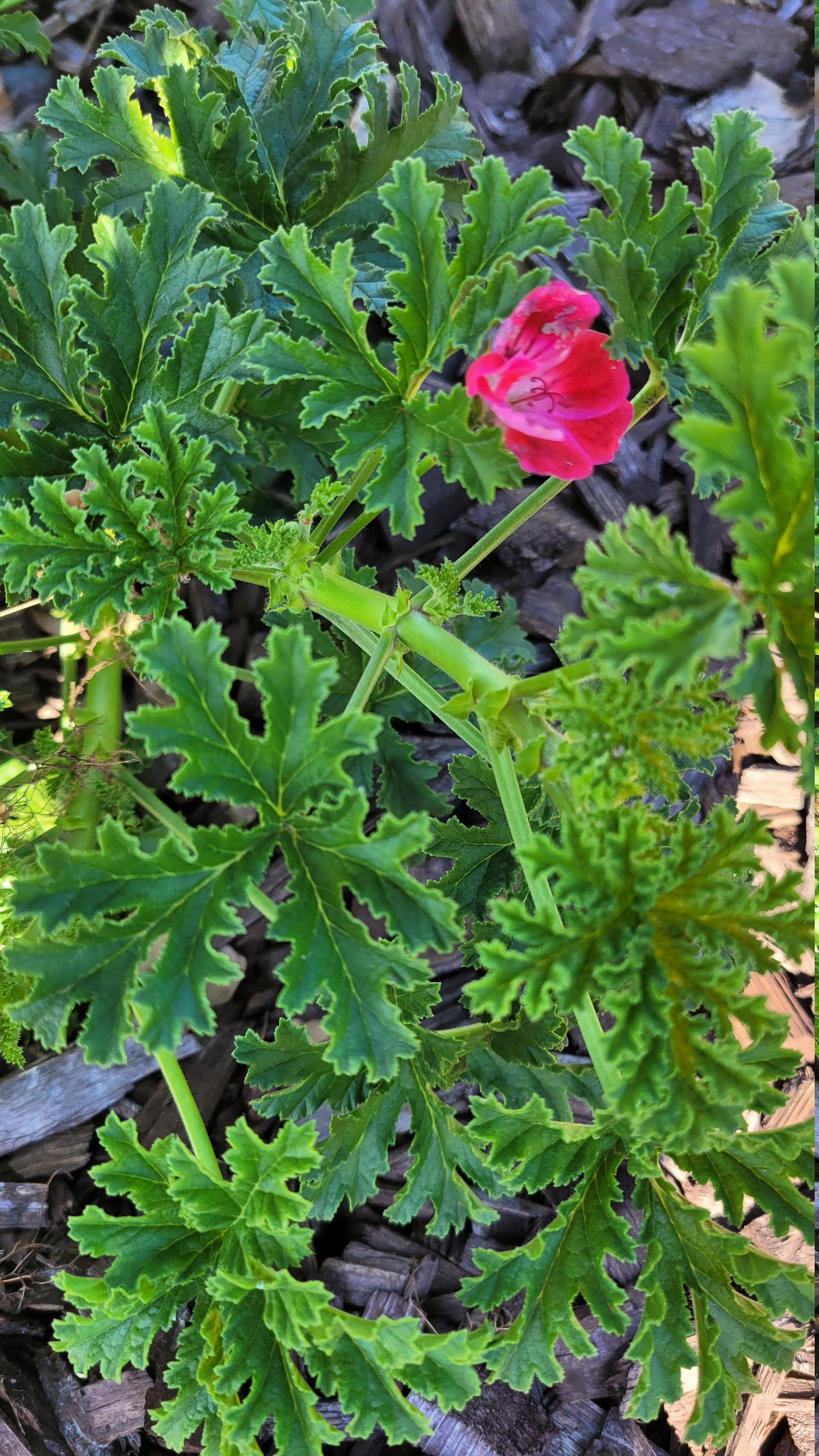Apricot Paton's Unique Scented Pelargonium Geranium Etsy