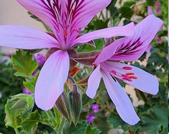 Lime Scented Pelargonium Geranium Plant Starter Cutting