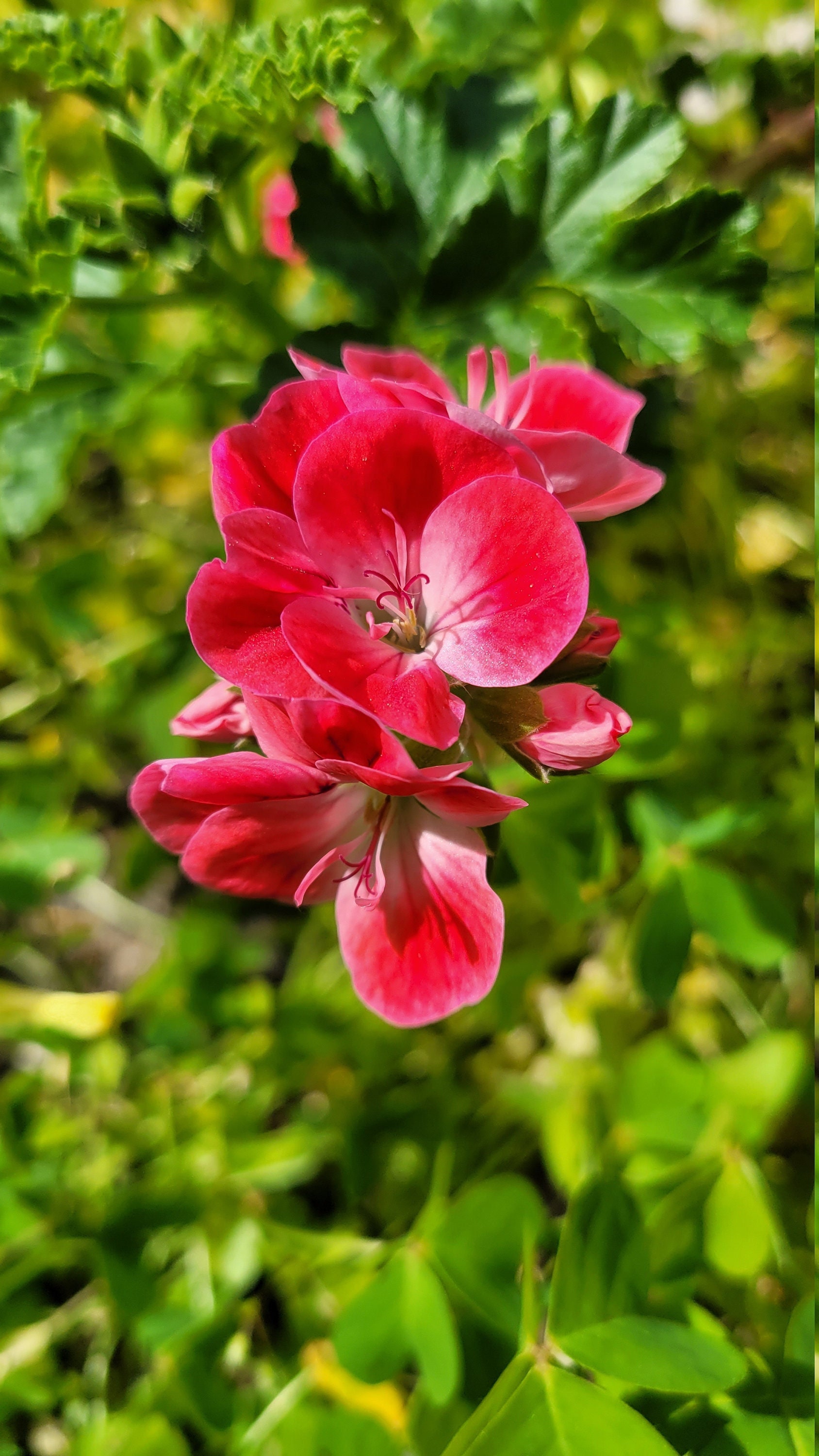 Apricot Paton's Unique Scented Pelargonium Geranium Etsy