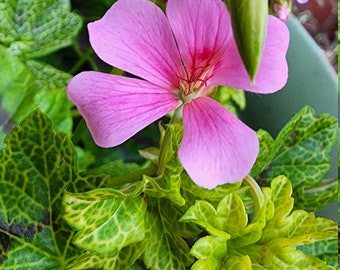 Ivy Cotta Edinburgh Pink floral Mosaic Ivy Pelargonium Geranium Plant Starter Cutting