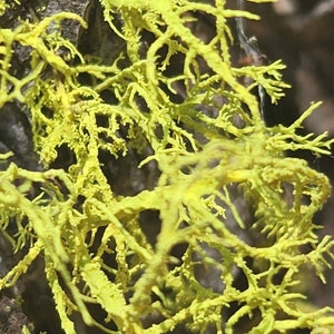 May include: Close-up of bright yellow lichen growing on a tree trunk. The lichen has a branching, intricate pattern.
