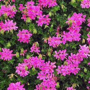 Ivy Balcon Princess Pelargonium Geranium Trailing Ivy Plant Starter Cutting
