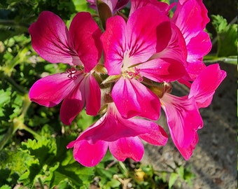 Pineapple~Brilliant Scented Pelargonium Geranium Plant Starter Cutting