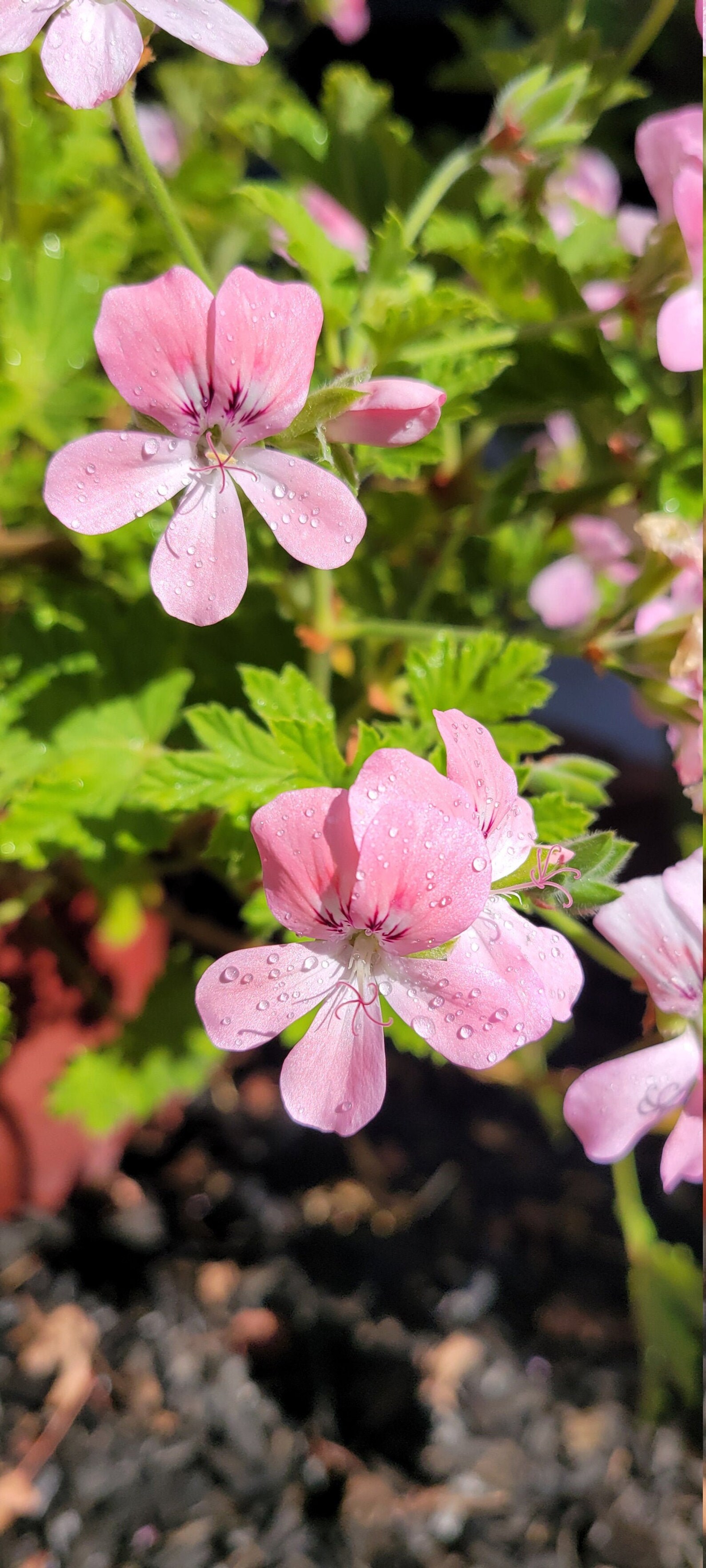 Lovely Apricot scented Geranium starter cutting plant Etsy