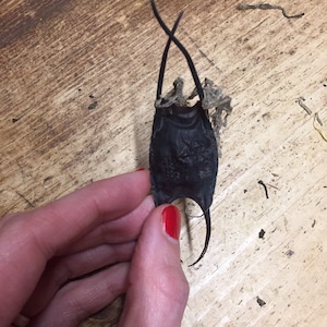 Peut inclure: Un poisson cartilagineux noir et séché avec de longues queues fines et fouettées. Le poisson est tenu dans une main avec du vernis à ongles rouge.