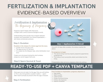 Befruchtung & Einnistungs-Leitfaden | Was nach dem Eisprung und der Empfängnis passiert