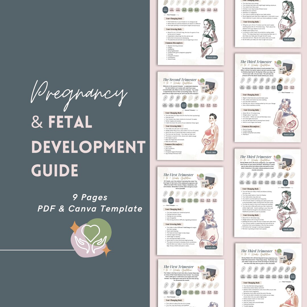 Trimester-by-trimester Pregnancy Guide: Canva Template + PDF - Evidence ...