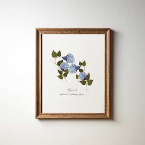 September Birth Flower Print Morning Glory Personalized Gift 8x10