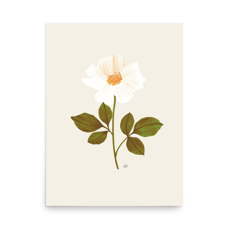 Botanical illustration of a cream cottage rose