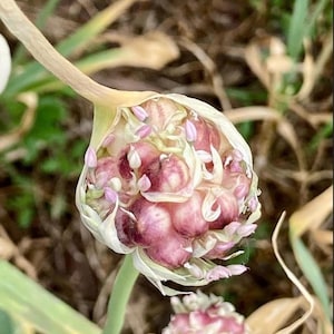 May include: A garlic scape bulb emerging from its papery sheath, revealing a cluster of small, rounded, deep purple and white bulbils. The structure is supported by a green stalk, with another smaller, partially visible bulb cluster below.