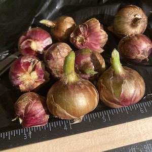 May include: A collection of small, round red onion bulbs with papery skins and green sprouts, arranged next to a black ruler showing measurements in inches, with the bulbs ranging from approximately 0.5 to 1.5 inches in diameter.