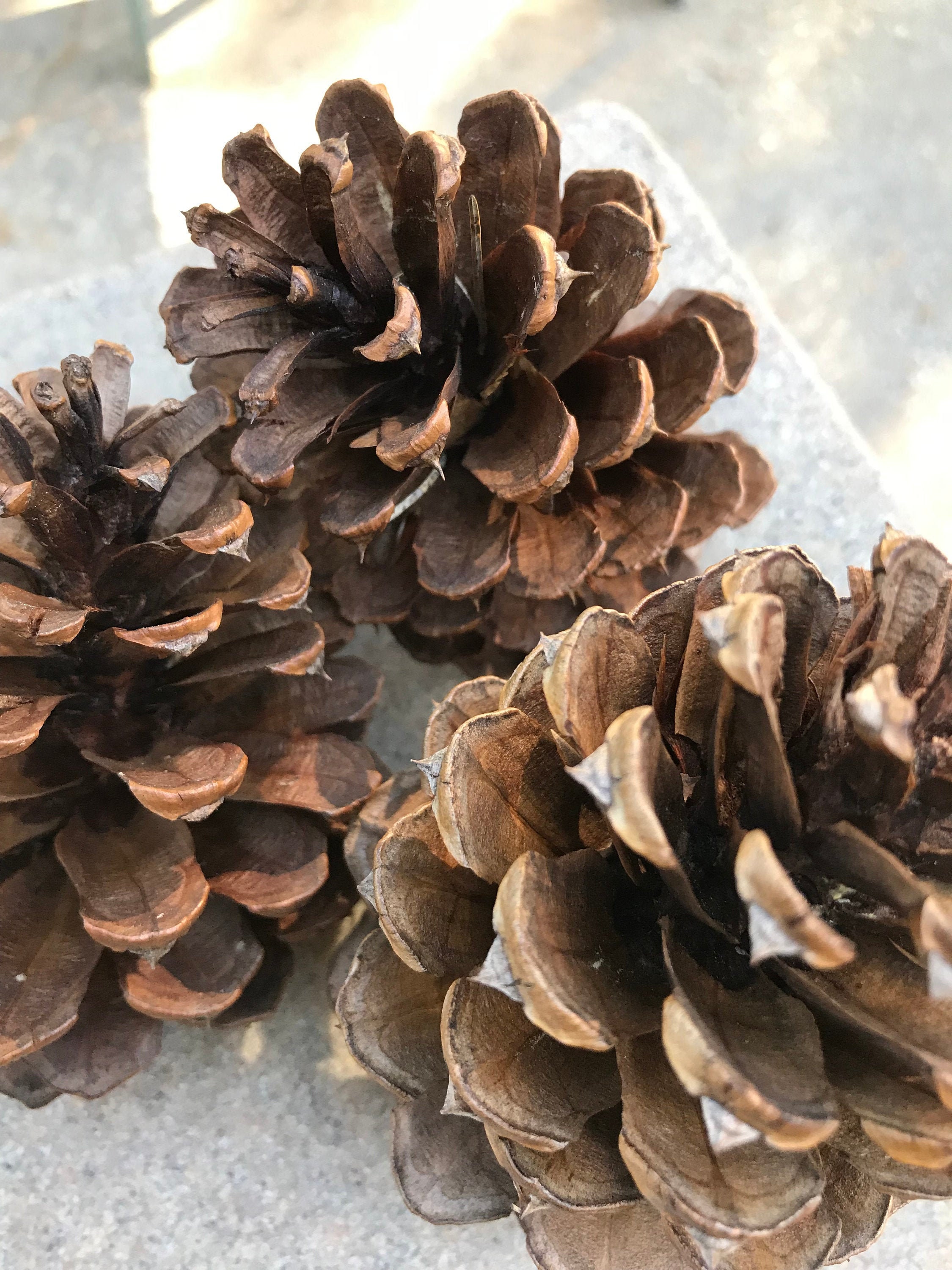 Ponderosa Pine Cones Bulk All Natural Crafts Weddings Etsy
