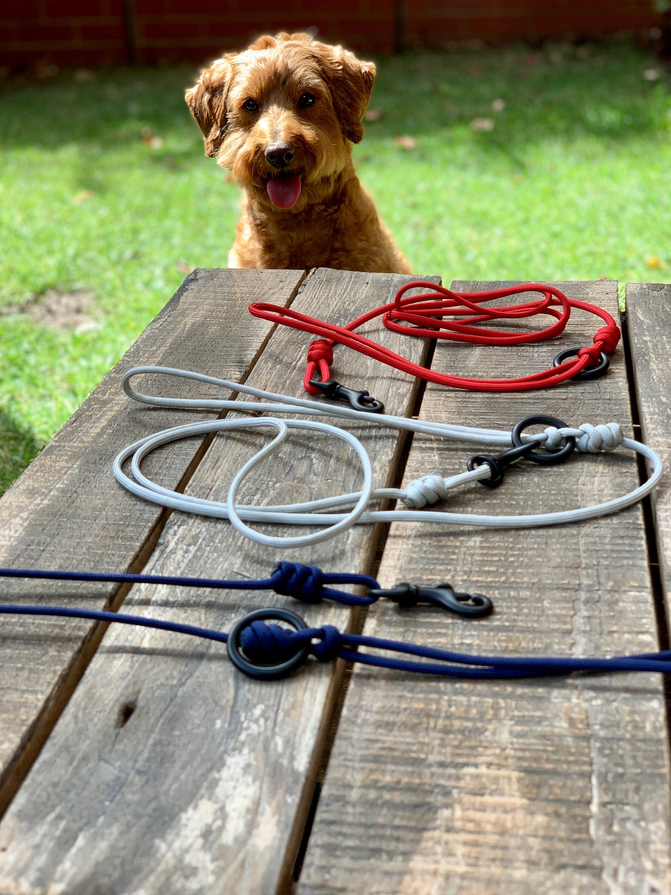 Extra long dog leash australia hot sale
