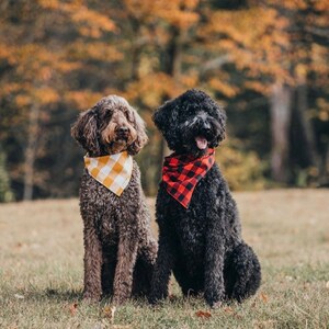May include: Two dogs wearing bandanas sit in a grassy field. The dog on the left is brown with a yellow and white checkered bandana. The dog on the right is black with a red and black checkered bandana.