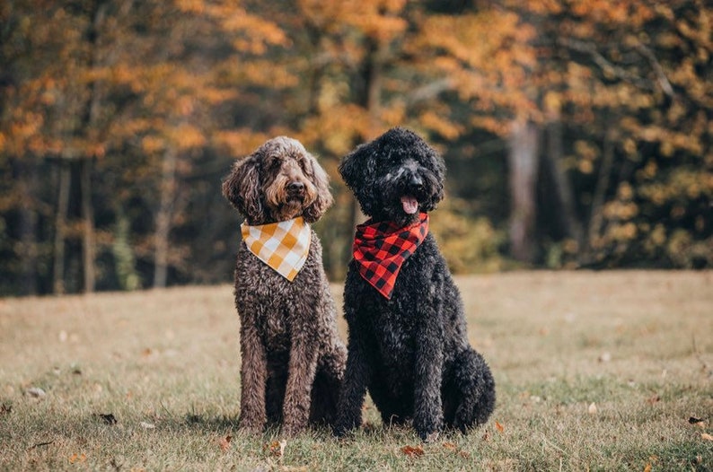 May include: Two dogs wearing bandanas sit in a grassy field. The dog on the left is brown with a yellow and white checkered bandana. The dog on the right is black with a red and black checkered bandana.