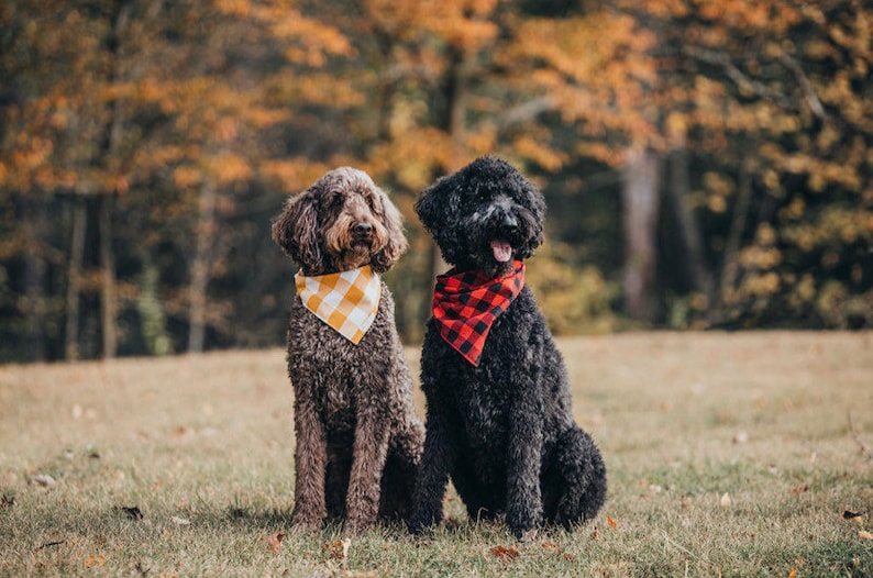 May include: Two dogs wearing bandanas sit in a grassy field. The dog on the left is brown with a yellow and white checkered bandana. The dog on the right is black with a red and black checkered bandana.