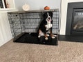 Dog Kennel Wood Table Top, Dog Kennel Cover, Farmhouse Dog Kennel Top, Dog Crate Topper, Crate Cover, Dog Kennel Furniture, Dog Crate Cover
