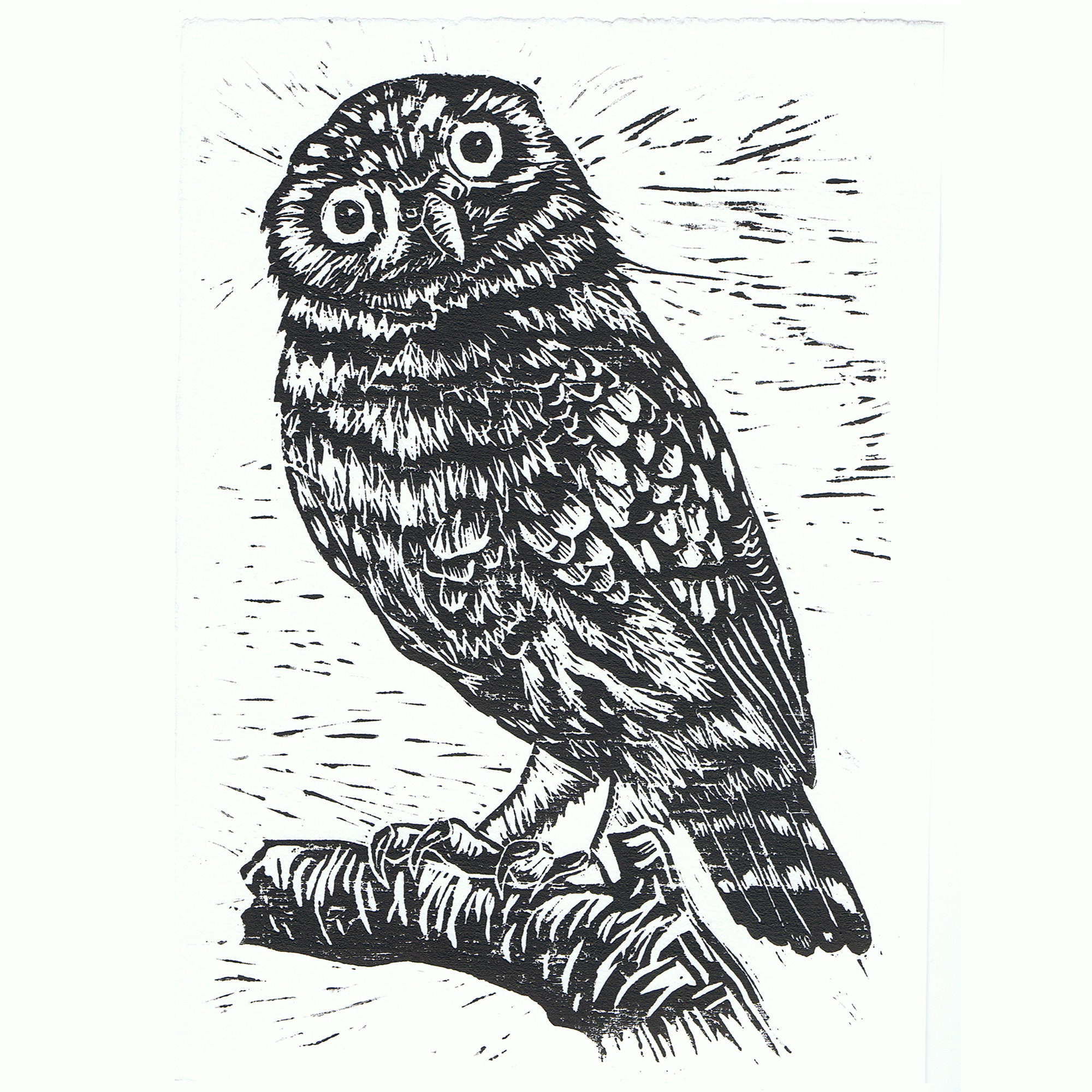 Original Owl Woodcut Hand Printed Woodcut Print Little Owl Art Print Etsy