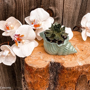 May include: A succulent plant in a light blue seashell planter, surrounded by white orchid flowers on a wooden stump.
