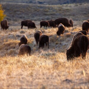 Yellowstone Buffalo