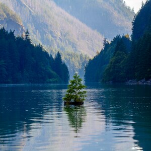 Lone Tree of Diablo Lake