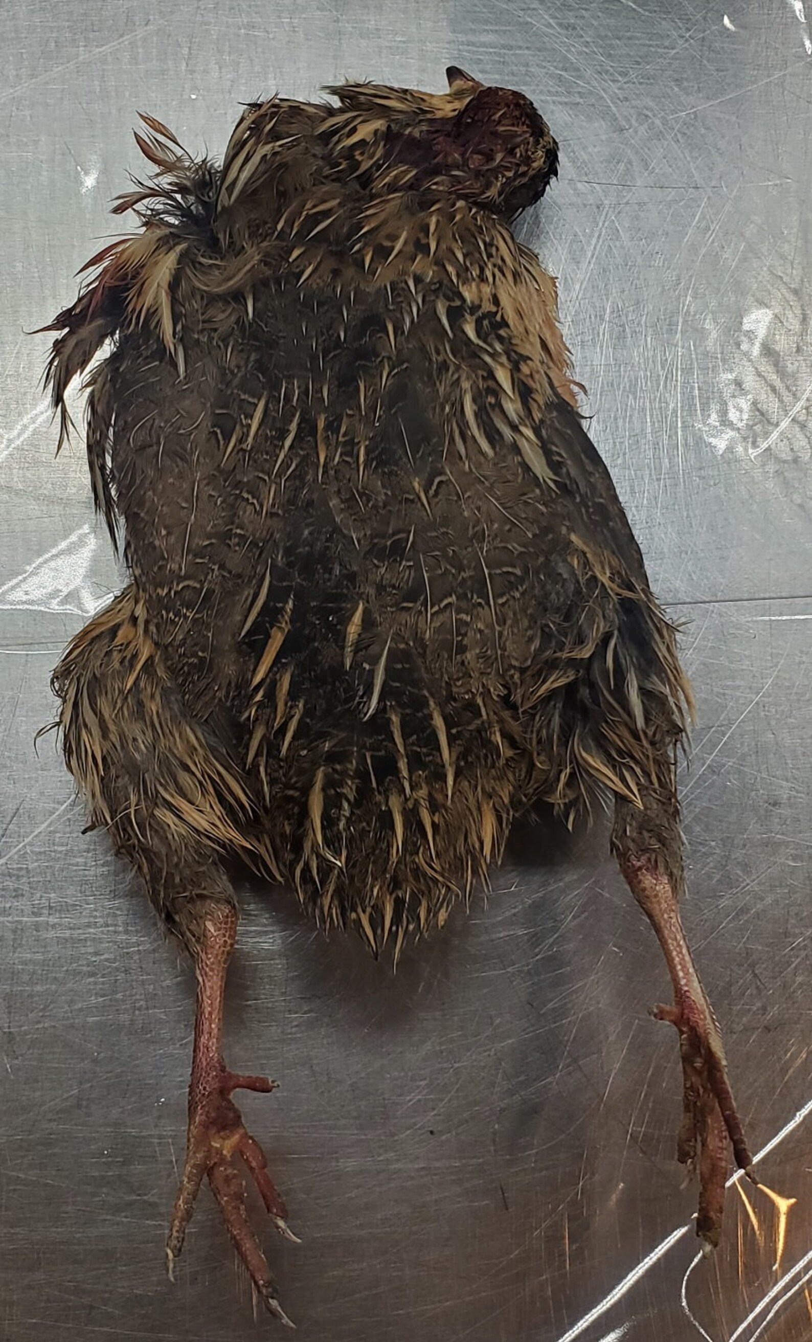 Freeze Dried Raw Whole Prey Quail Etsy