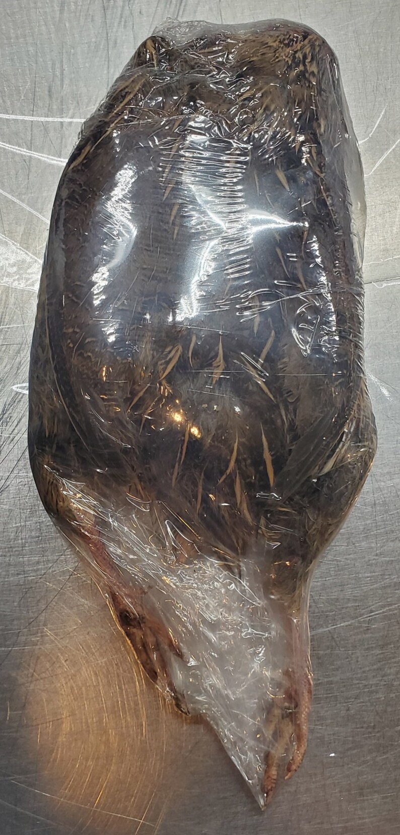 Freeze Dried Raw Whole Prey Quail Etsy