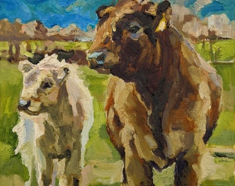 Galloway Cattle