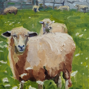 Lincoln Sheep