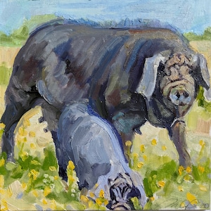 Meishan Pigs