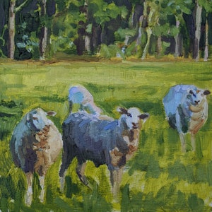 Gulf Coast Sheep