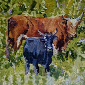 Chirikof Island Cattle