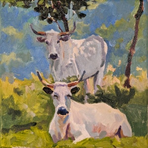 Ancient White Park Cattle