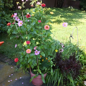 zinnia, cosmos, and poppy flowers in bloom in a pot that are grown from recycled ideas favors seed paper