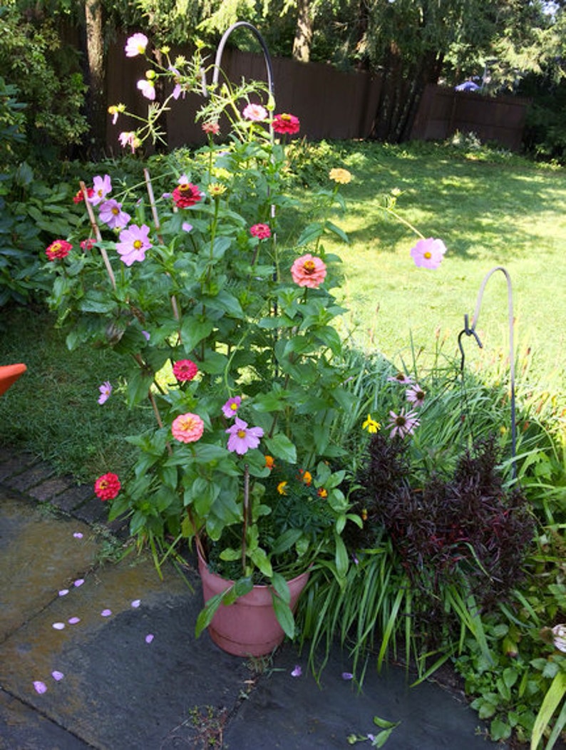 zinnia, cosmos, and poppy flowers in bloom in a pot that are grown from recycled ideas favors seed paper