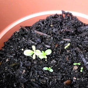 seeds sprouting from recycled ideas favors plantable seed paper hearts in a little terra cotta pot with soil